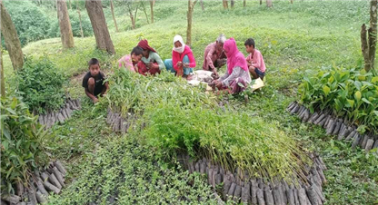  हरेक वर्ष वृक्षरोपणः बचाउने भन्दा देखाउन र प्रचारमा  ध्यान 