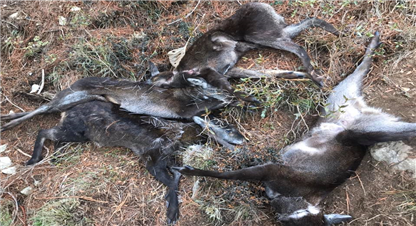 सगरमाथा राष्ट्रिय निकुञ्जमा छ वटा कस्तुरी मारिए 