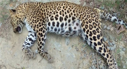 मृत अवस्थामा भेटियो चितुवा 