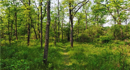 वन संरक्षणमा मकवानपुर उत्कृष्ट