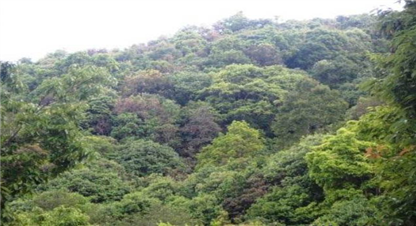 सामुदायिक वनका पच्चिस वर्ष  र असफल बनाउन गरिएका प्रयास