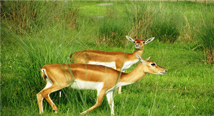 आन्तरिक पर्यटकको रोजाईमा कृष्णसार (फोटो फिचर)