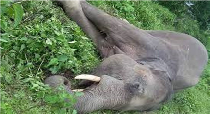 चितवनमा किन मरिरहेका छन् हात्ति ? 