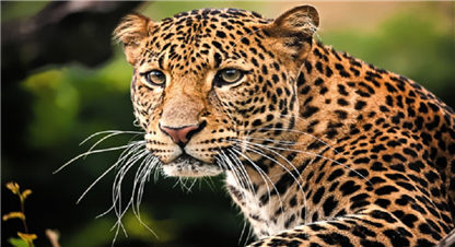 डोटीमा चितुवा आतङ्क