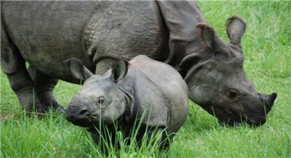 गैंडा गणना ९ चैतदेखि 